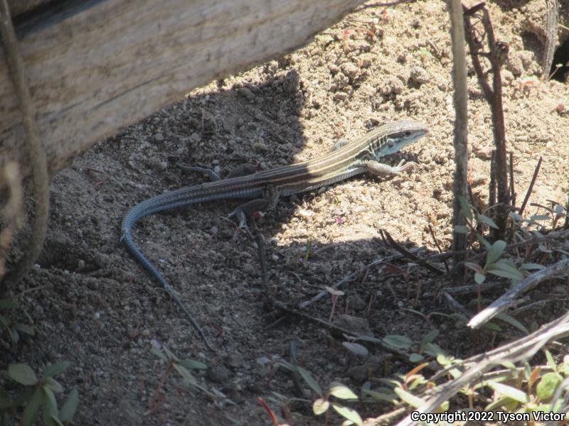 Arizona Striped Whiptail (Aspidoscelis arizonae)