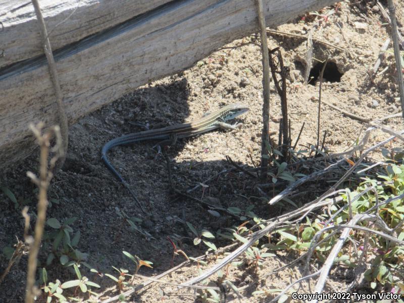 Arizona Striped Whiptail (Aspidoscelis arizonae)