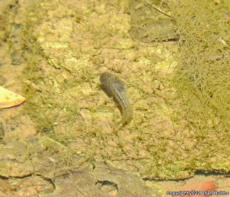 California Red-legged Frog (Rana draytonii)