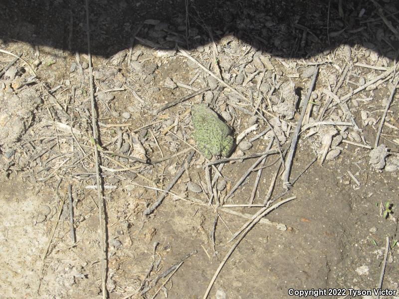 Western Green Toad (Anaxyrus debilis insidior)