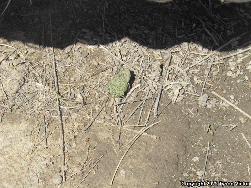 Western Green Toad (Anaxyrus debilis insidior)