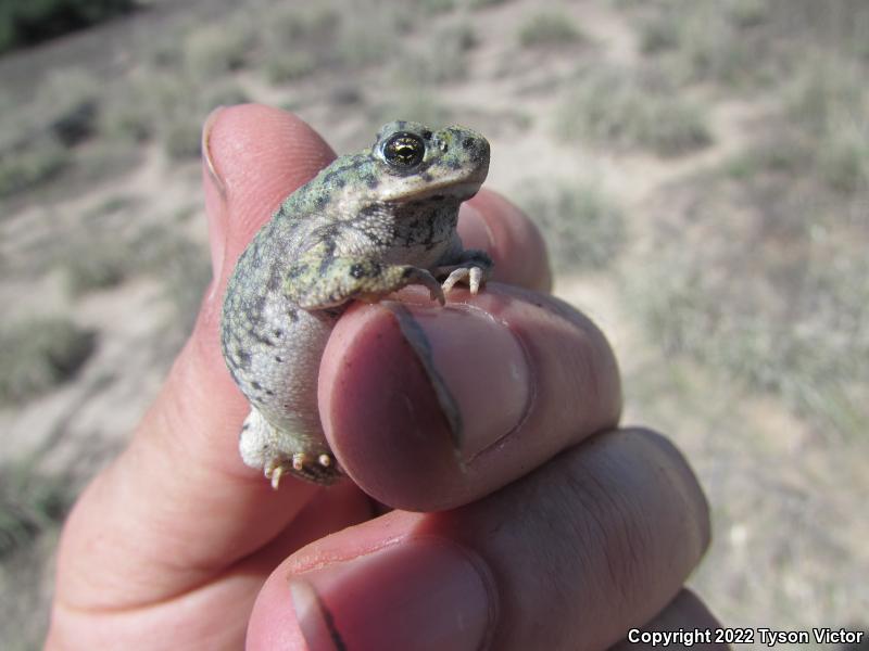 Western Green Toad (Anaxyrus debilis insidior)