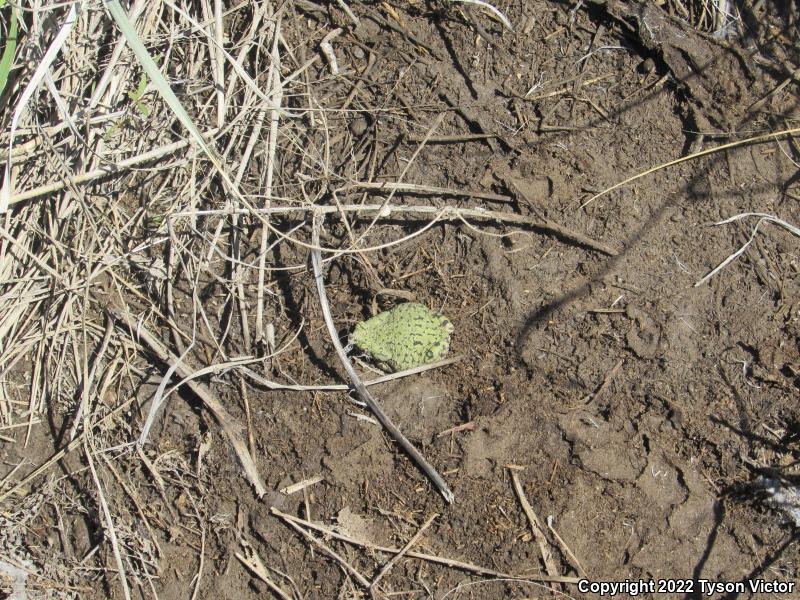 Western Green Toad (Anaxyrus debilis insidior)