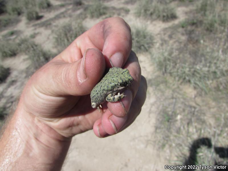 Western Green Toad (Anaxyrus debilis insidior)