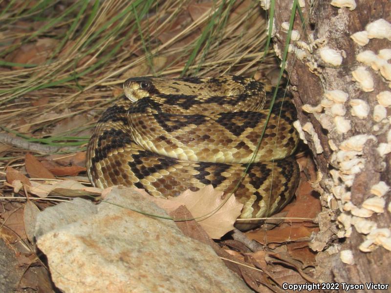 Northern Black-tailed Rattlesnake (Crotalus molossus molossus)