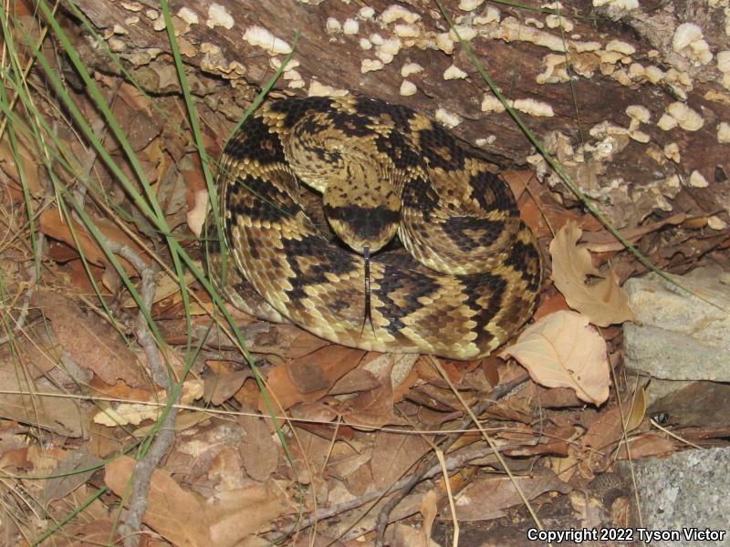 Northern Black-tailed Rattlesnake (Crotalus molossus molossus)