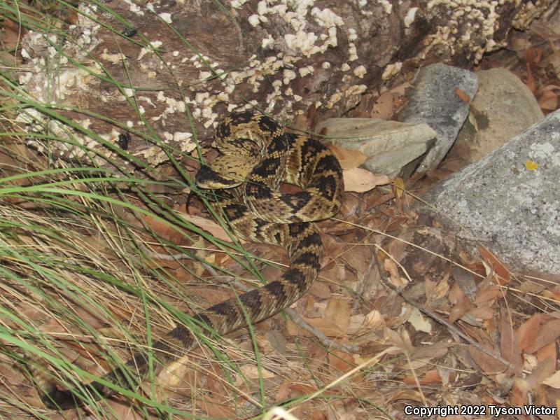 Northern Black-tailed Rattlesnake (Crotalus molossus molossus)