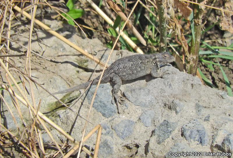 NorthWestern Fence Lizard (Sceloporus occidentalis occidentalis)