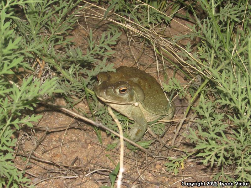 Sonoran Desert Toad (Ollotis alvaria)