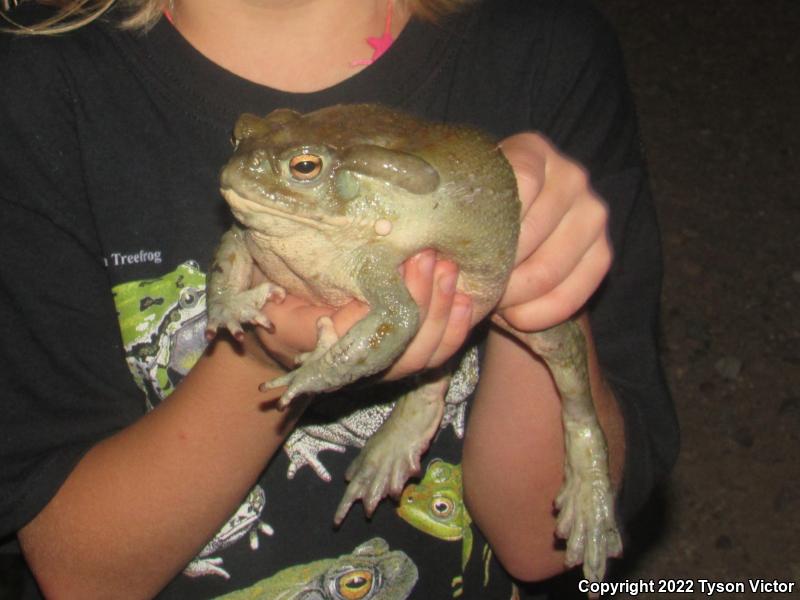 Sonoran Desert Toad (Ollotis alvaria)