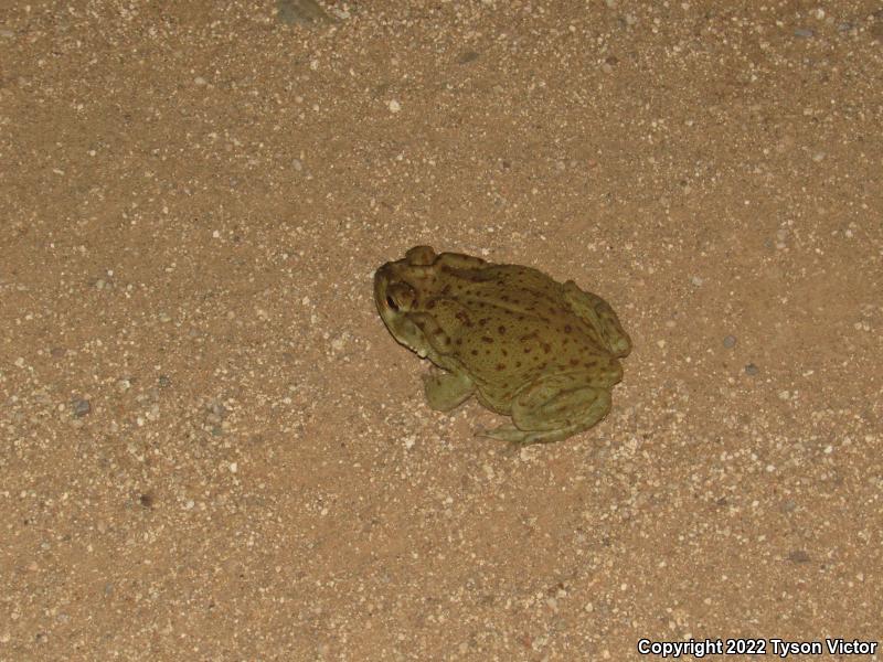 Sonoran Desert Toad (Ollotis alvaria)