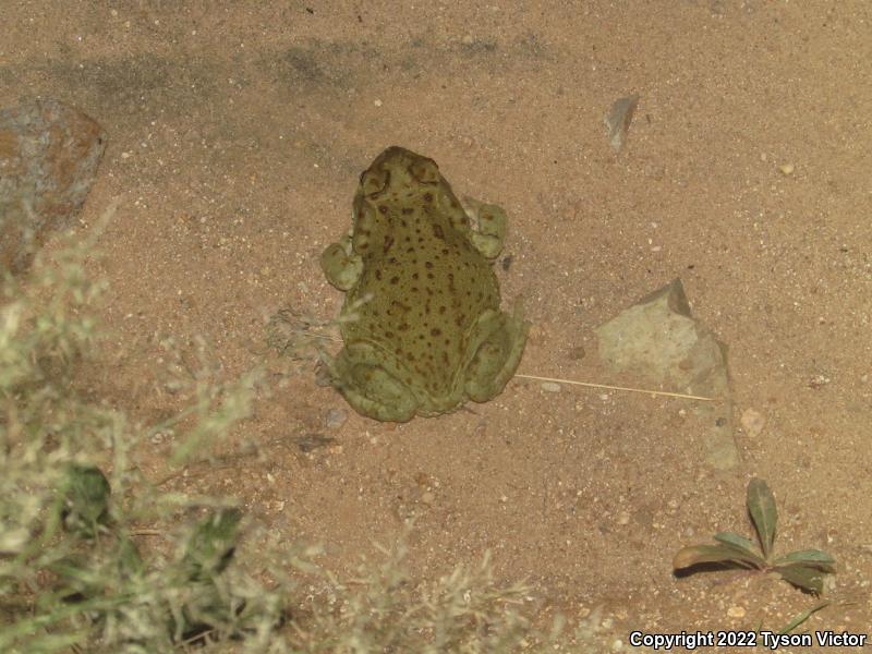 Sonoran Desert Toad (Ollotis alvaria)