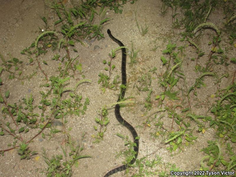 Desert Kingsnake (Lampropeltis getula splendida)