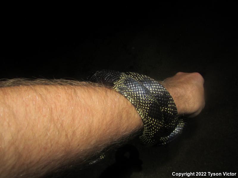 Desert Kingsnake (Lampropeltis getula splendida)