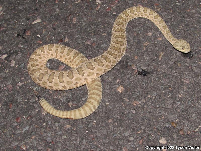 Grand Canyon Rattlesnake (Crotalus oreganus abyssus)