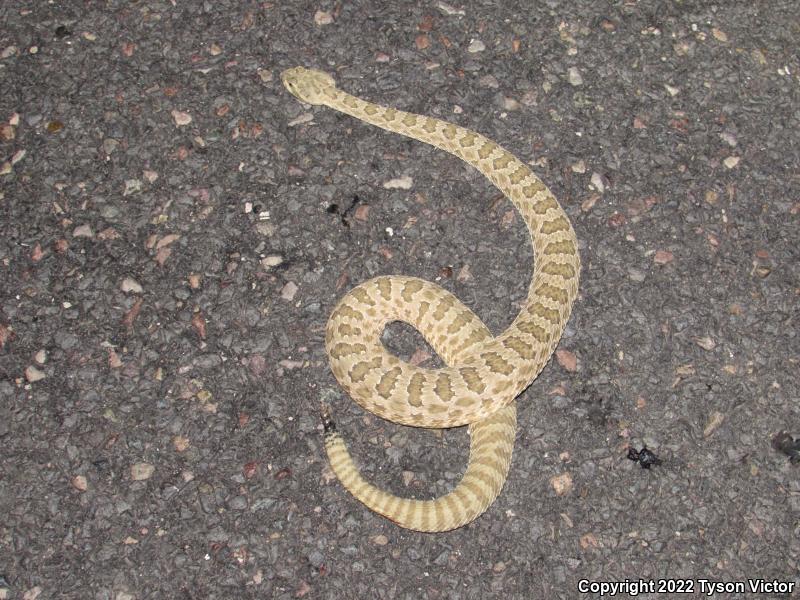 Grand Canyon Rattlesnake (Crotalus oreganus abyssus)