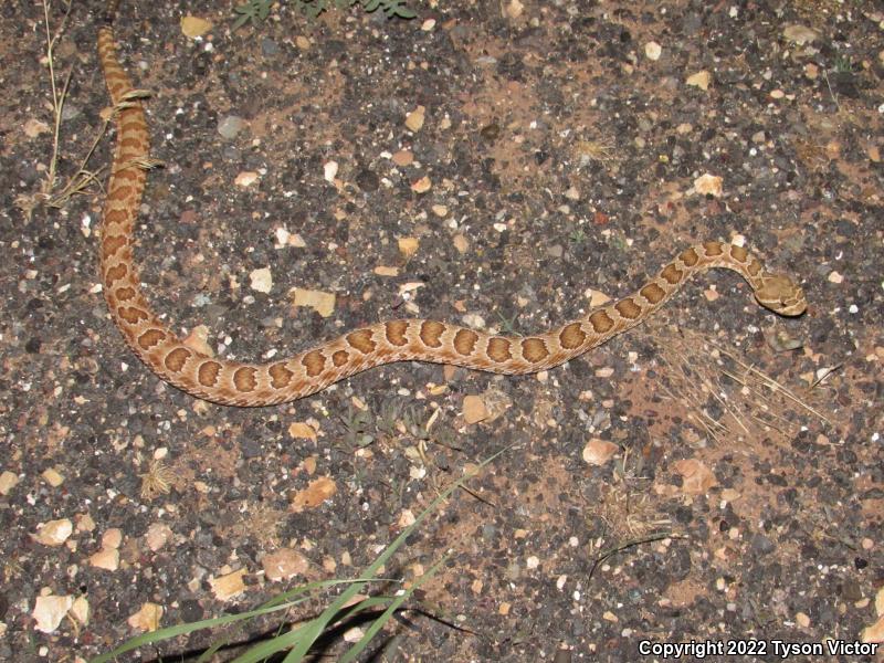 Prairie Rattlesnake (Crotalus viridis)