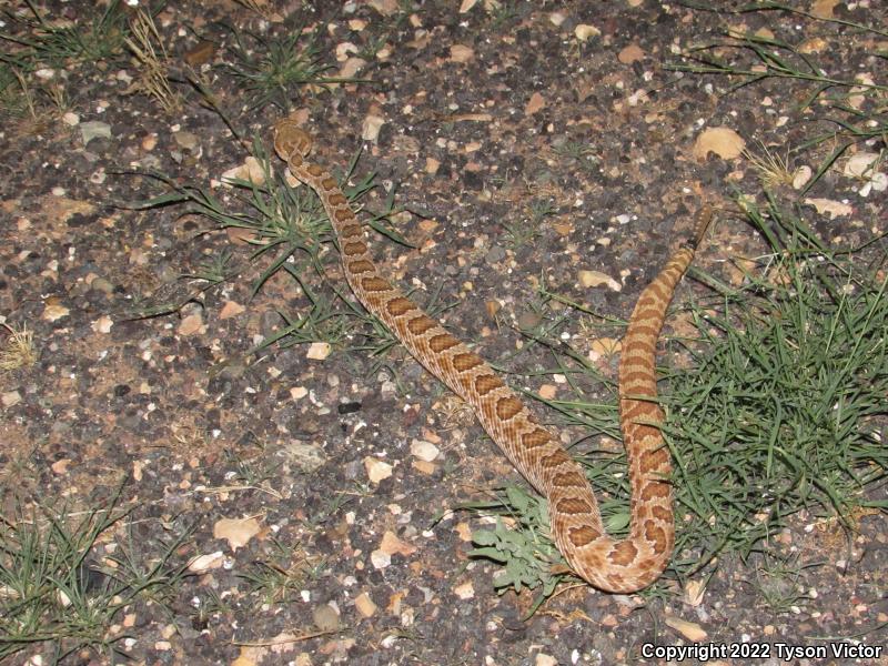 Prairie Rattlesnake (Crotalus viridis)