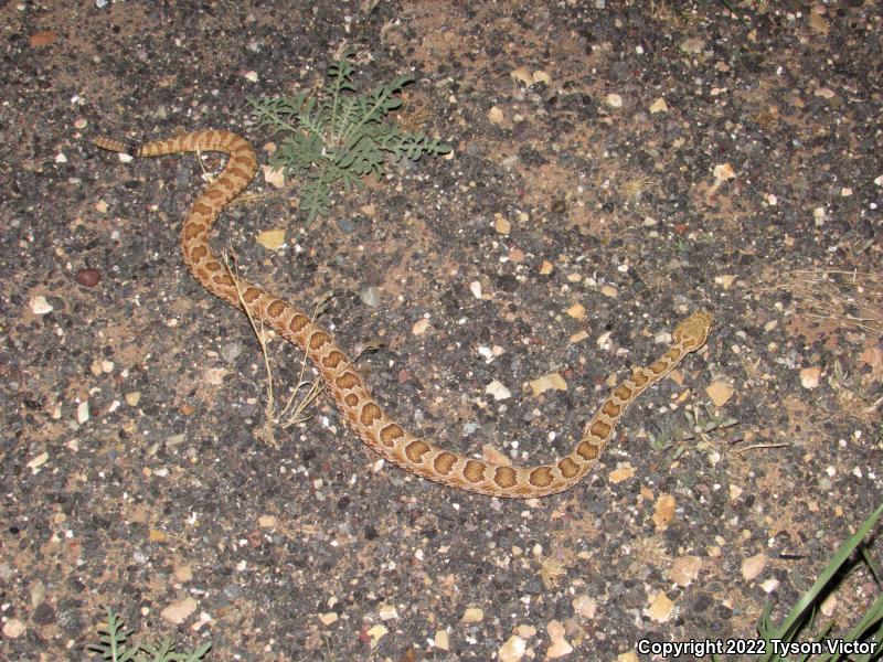 Prairie Rattlesnake (Crotalus viridis)