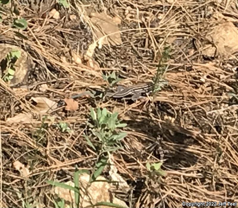 Plateau Striped Whiptail (Aspidoscelis velox)