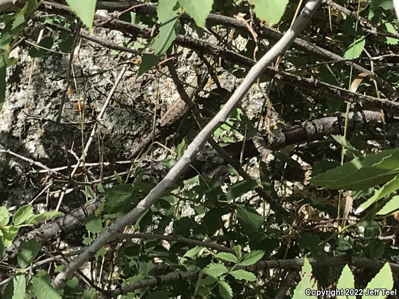 Plateau Fence Lizard (Sceloporus tristichus)