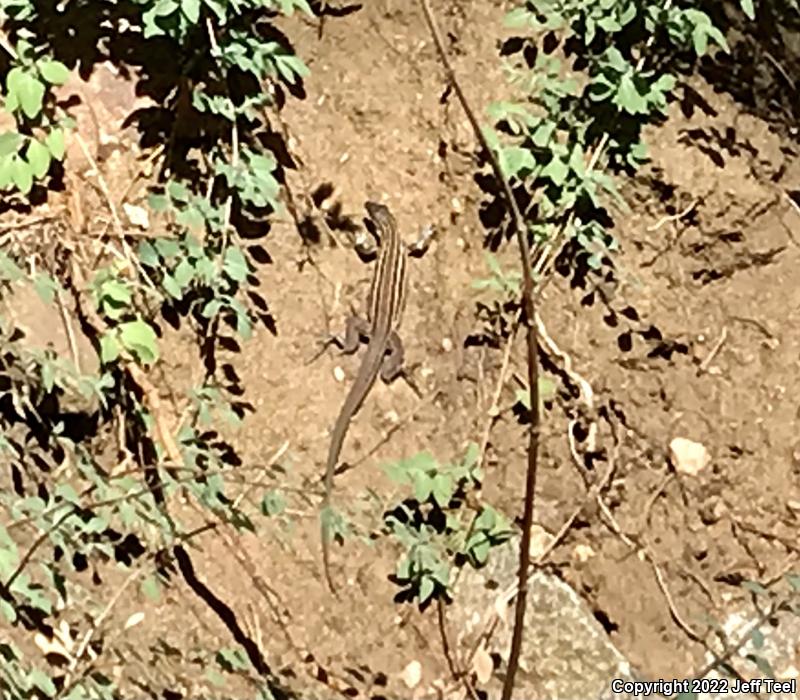 Plateau Striped Whiptail (Aspidoscelis velox)