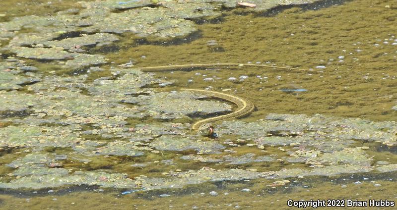 Giant Gartersnake (Thamnophis gigas)