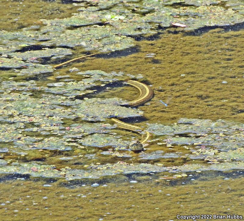 Giant Gartersnake (Thamnophis gigas)