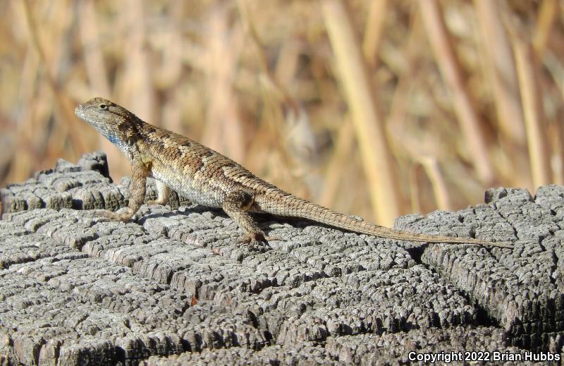 NorthWestern Fence Lizard (Sceloporus occidentalis occidentalis)