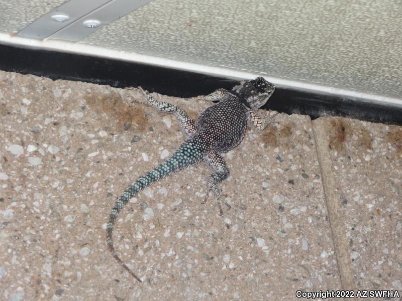 Yarrow's Lizard (Sceloporus jarrovii)