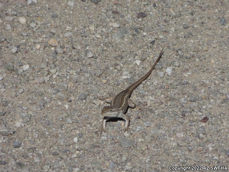 Striped Plateau Lizard (Sceloporus virgatus)