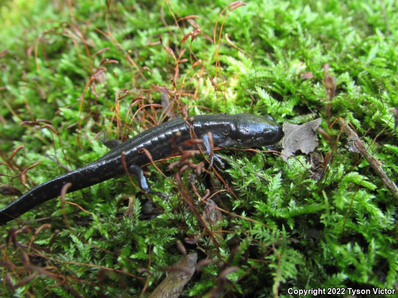 Blue-spotted Salamander (Ambystoma laterale)