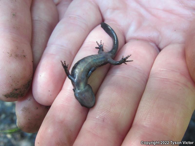 Blue-spotted Salamander (Ambystoma laterale)