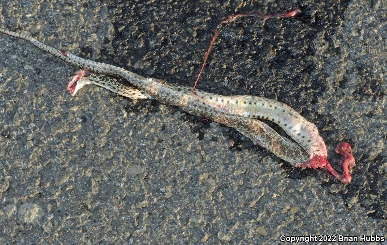 Pacific Gopher Snake (Pituophis catenifer catenifer)