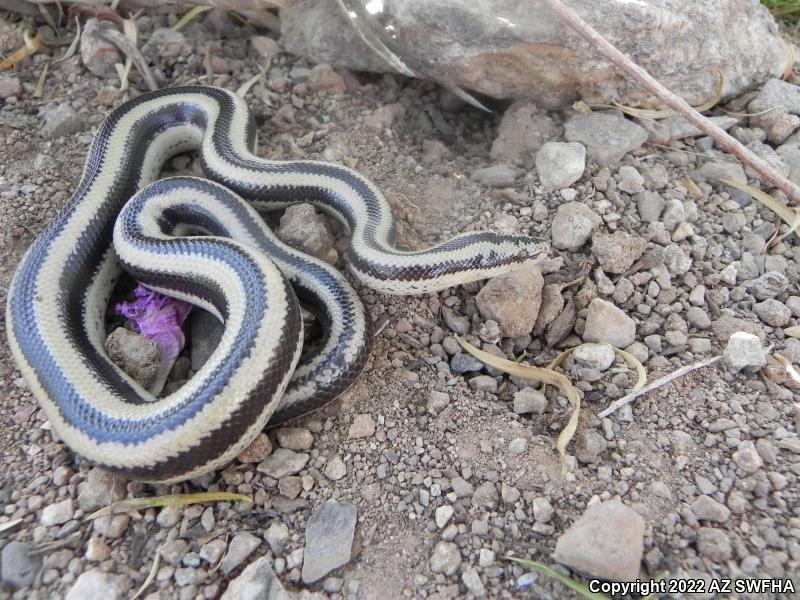 Mexican Rosy Boa (Lichanura trivirgata trivirgata)