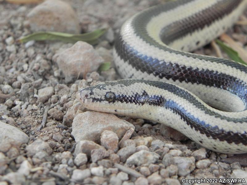 Mexican Rosy Boa (Lichanura trivirgata trivirgata)