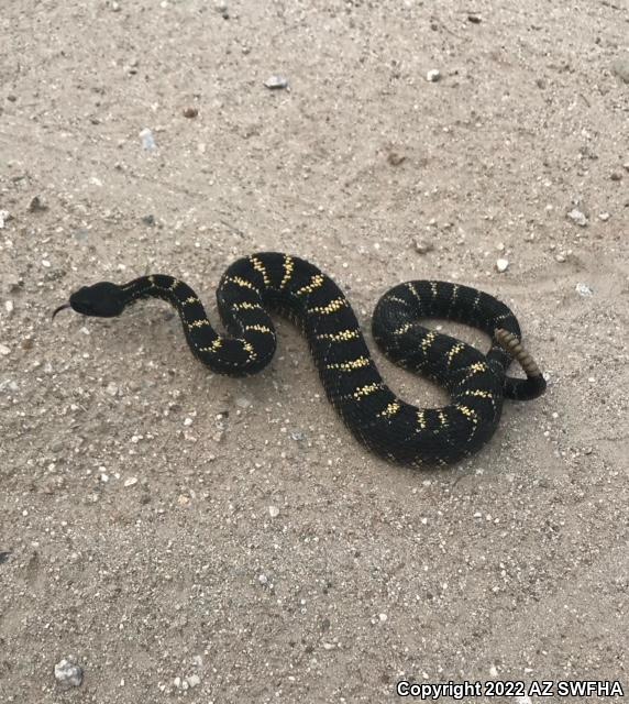 Arizona Black Rattlesnake (Crotalus cerberus)