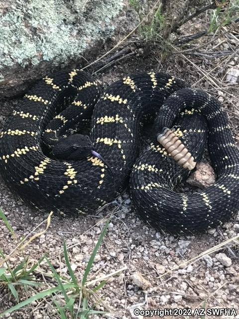 Arizona Black Rattlesnake (Crotalus cerberus)