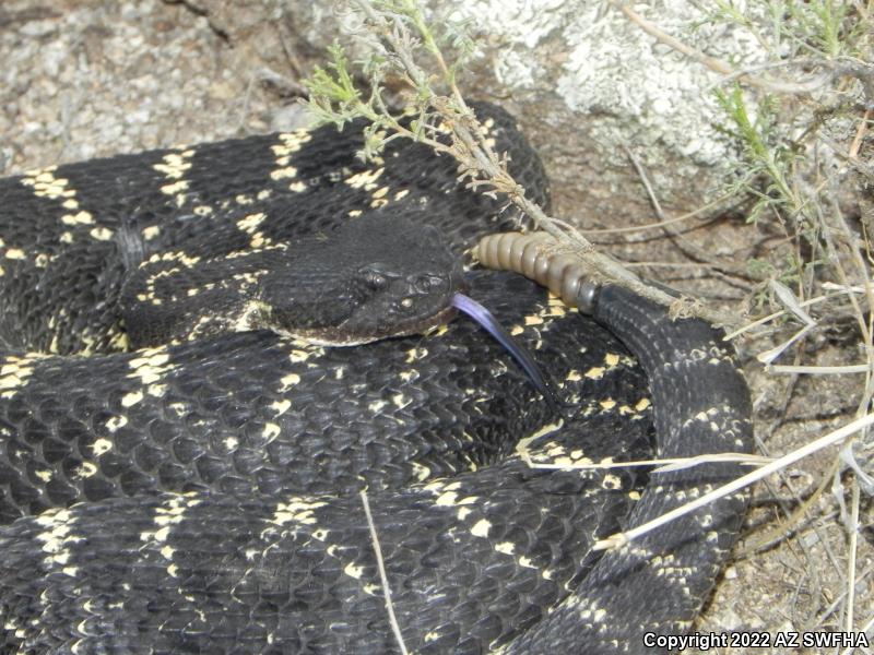 Arizona Black Rattlesnake (Crotalus cerberus)