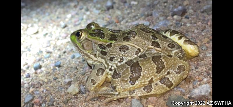 Chiricahua Leopard Frog (Lithobates chiricahuensis)