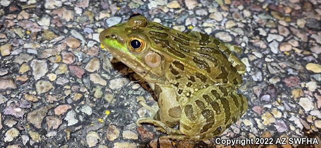 Chiricahua Leopard Frog (Lithobates chiricahuensis)