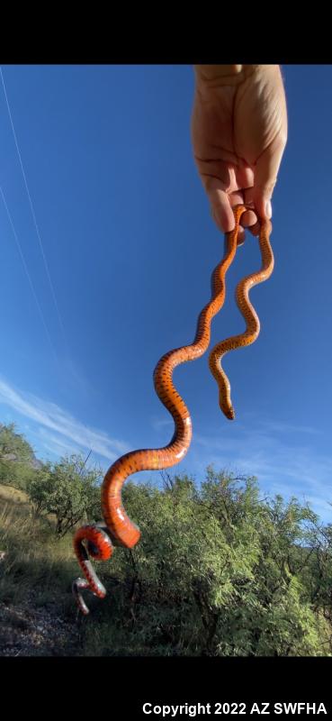 Regal Ring-necked Snake (Diadophis punctatus regalis)