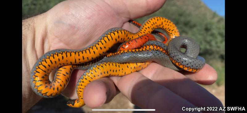 Regal Ring-necked Snake (Diadophis punctatus regalis)