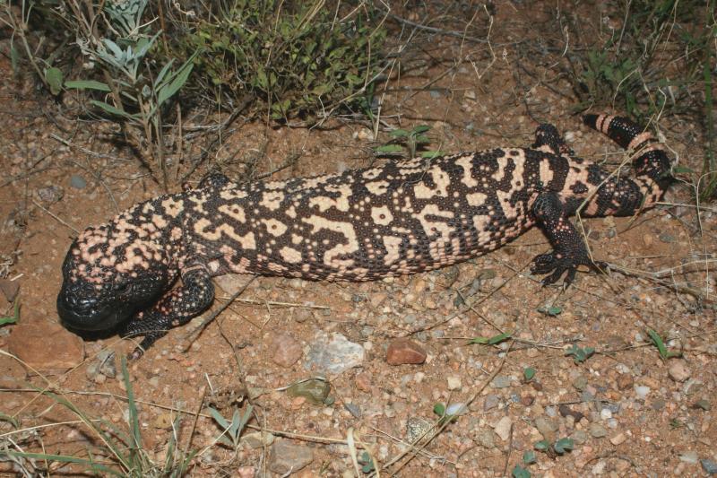 Reticulate Gila Monster (Heloderma suspectum suspectum)