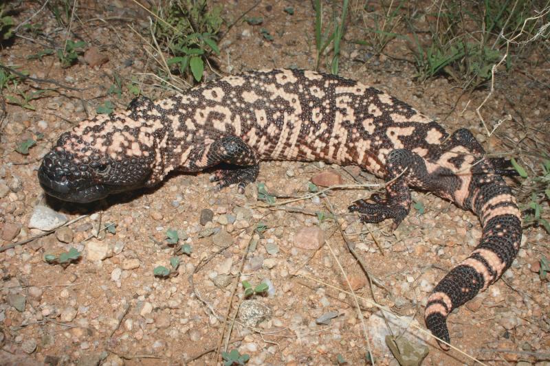 Reticulate Gila Monster (Heloderma suspectum suspectum)