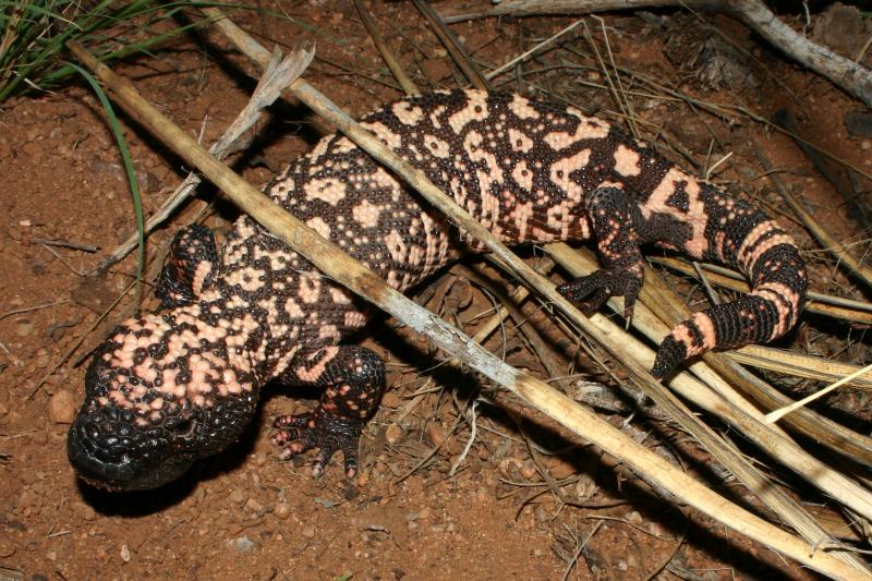 Reticulate Gila Monster (Heloderma suspectum suspectum)