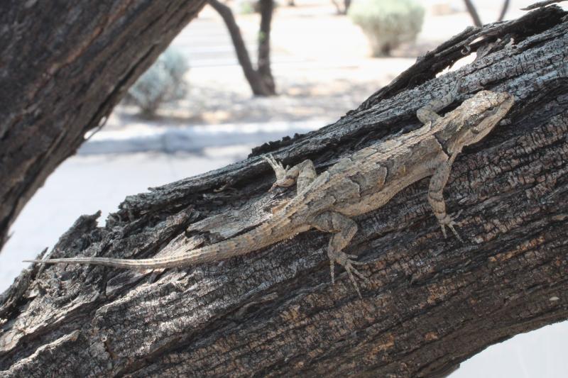 Schott's Tree Lizard (Urosaurus ornatus schottii)