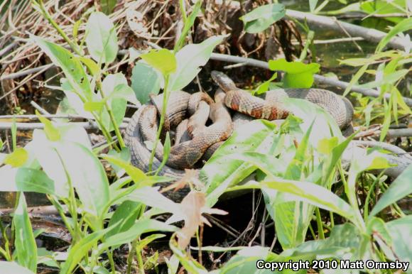 Northern Watersnake (Nerodia sipedon)