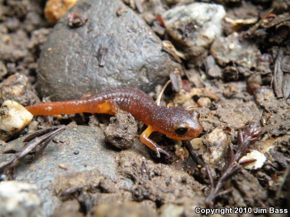 Yellow-eyed Ensatina (Ensatina eschscholtzii xanthoptica)