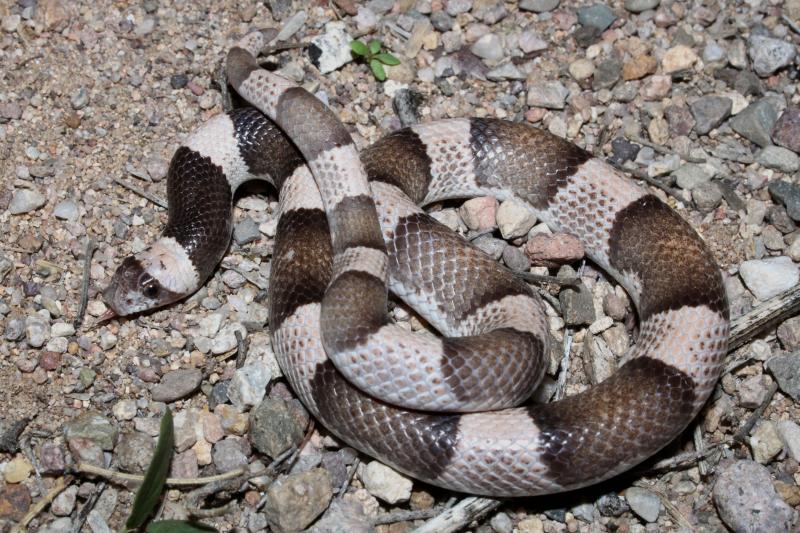 Saddled Leaf-nosed Snake (Phyllorhynchus browni)